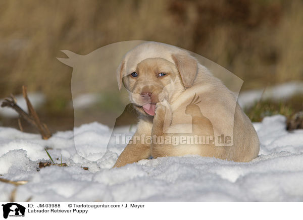 Labrador Retriever Welpe / Labrador Retriever Puppy / JM-03988