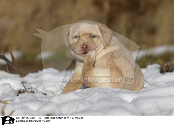 Labrador Retriever Welpe / Labrador Retriever Puppy / JM-03989