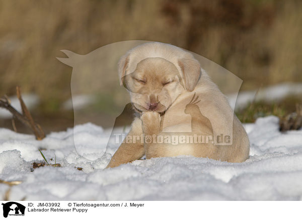 Labrador Retriever Welpe / Labrador Retriever Puppy / JM-03992