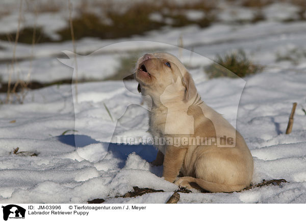 Labrador Retriever Welpe / Labrador Retriever Puppy / JM-03996