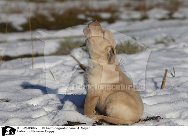 Labrador Retriever Welpe / Labrador Retriever Puppy / JM-03997