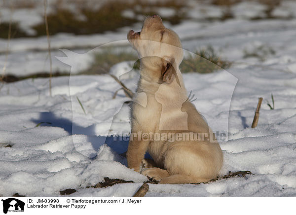 Labrador Retriever Welpe / Labrador Retriever Puppy / JM-03998
