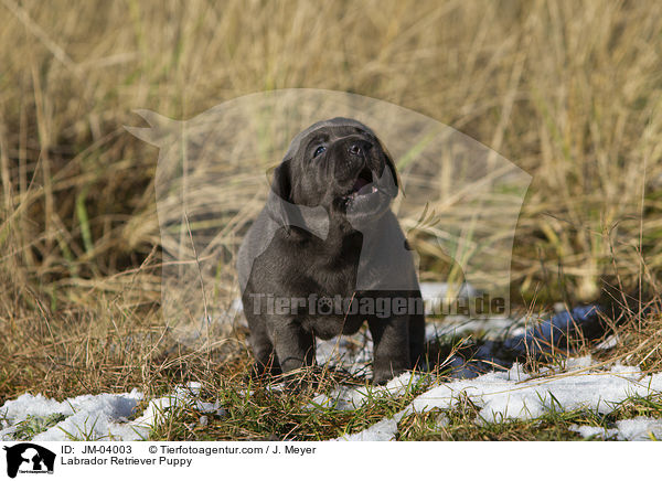 Labrador Retriever Welpe / Labrador Retriever Puppy / JM-04003