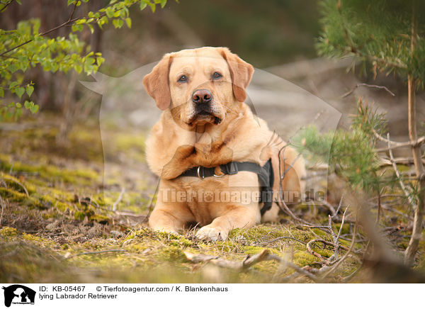 liegender Labrador Retriever / lying Labrador Retriever / KB-05467