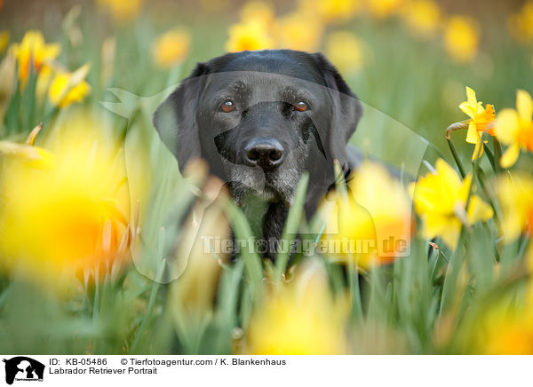 Labrador Retriever Portrait / Labrador Retriever Portrait / KB-05486