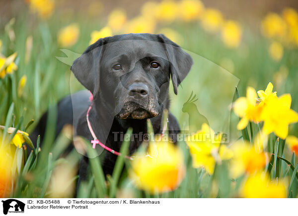 Labrador Retriever Portrait / Labrador Retriever Portrait / KB-05488