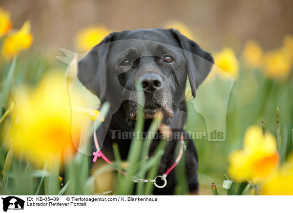 Labrador Retriever Portrait / Labrador Retriever Portrait / KB-05489