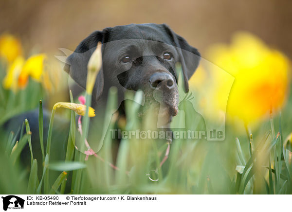 Labrador Retriever Portrait / Labrador Retriever Portrait / KB-05490