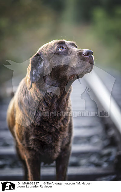 brauner Labrador Retriever / brown Labrador Retriever / MAH-02217