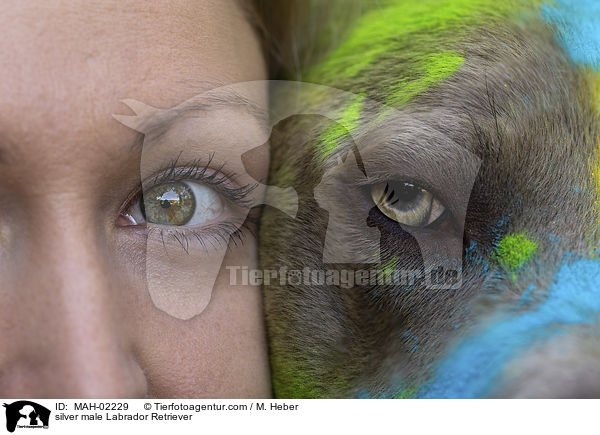 silberner Labrador Retriever Rde / silver male Labrador Retriever / MAH-02229