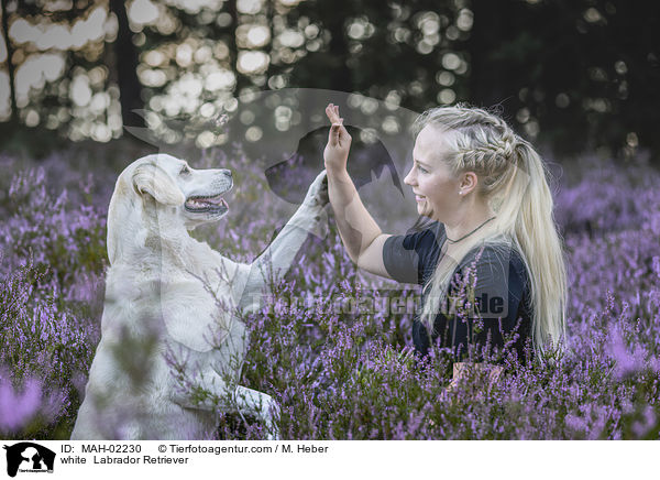 weier Labrador Retriever / white  Labrador Retriever / MAH-02230