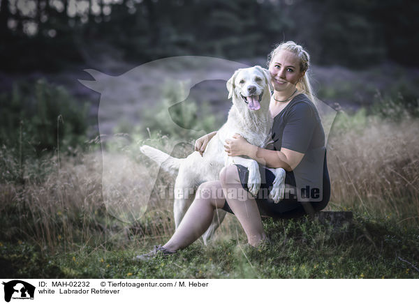 weier Labrador Retriever / white  Labrador Retriever / MAH-02232