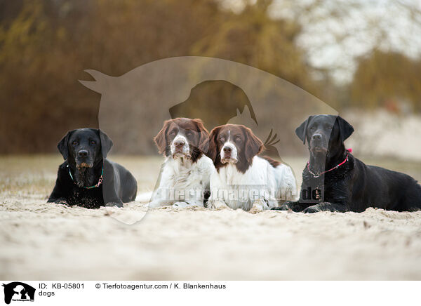 Hunde / dogs / KB-05801