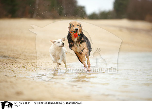 Hunde / dogs / KB-05864