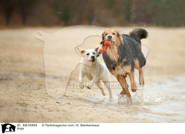 Hunde / dogs / KB-05865
