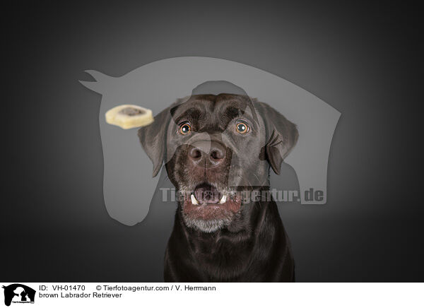 brown Labrador Retriever / VH-01470