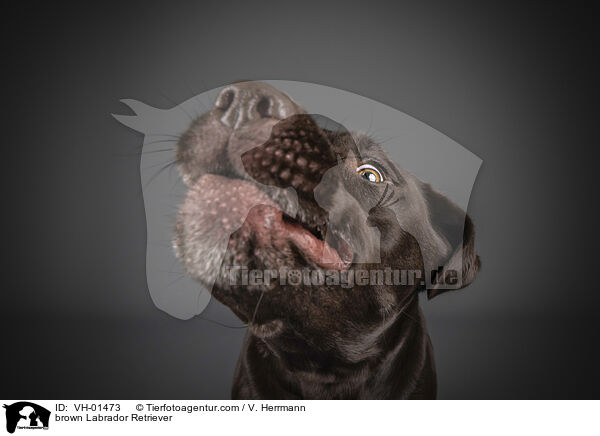 brown Labrador Retriever / VH-01473