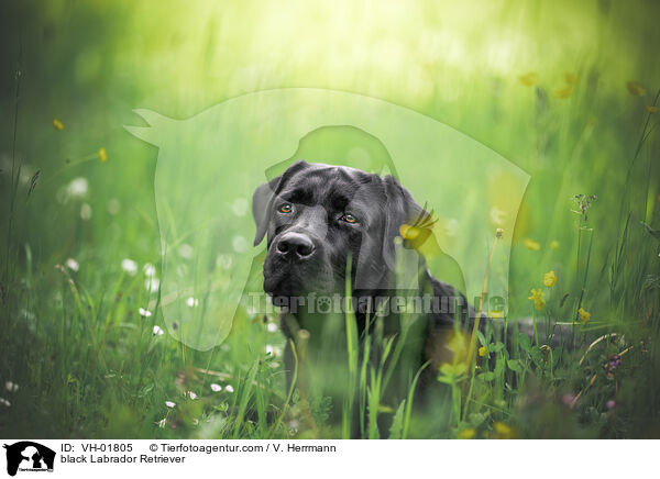 schwarzer Labrador Retriever / black Labrador Retriever / VH-01805