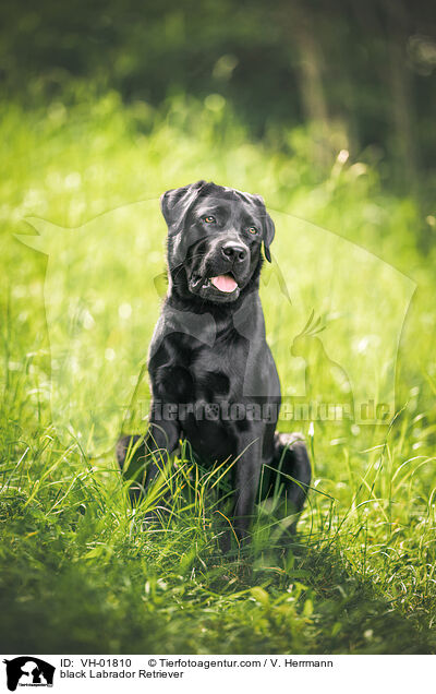 schwarzer Labrador Retriever / black Labrador Retriever / VH-01810