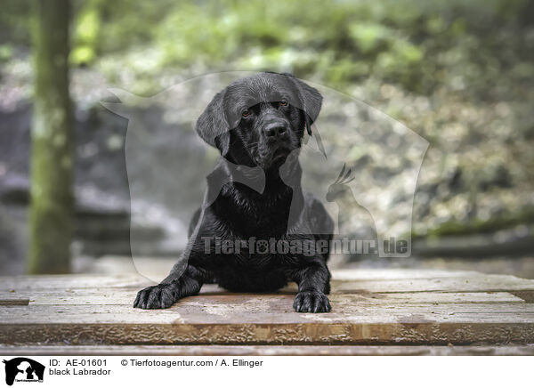 schwarzer Labrador / black Labrador / AE-01601