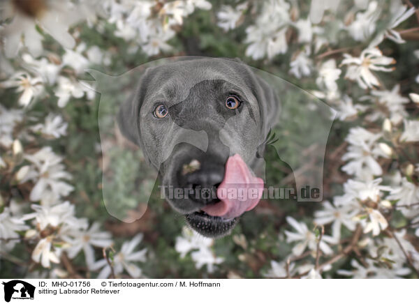 sitzender Labrador Retriever / sitting Labrador Retriever / MHO-01756