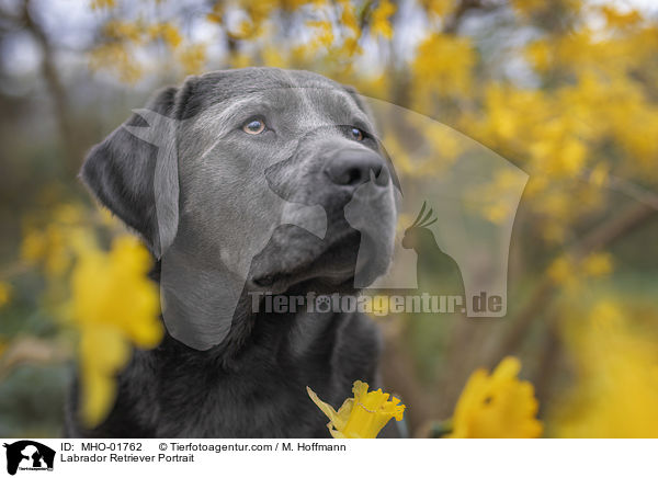 Labrador Retriever Portrait / Labrador Retriever Portrait / MHO-01762