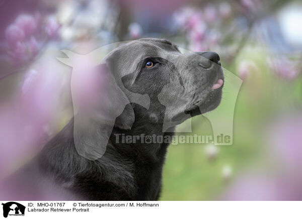 Labrador Retriever Portrait / Labrador Retriever Portrait / MHO-01767