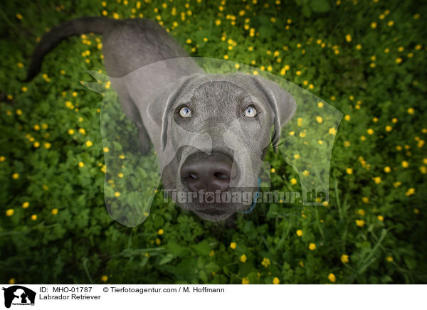 Labrador Retriever / Labrador Retriever / MHO-01787