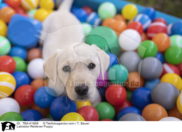 Labrador Retriever Puppy / TBA-01868