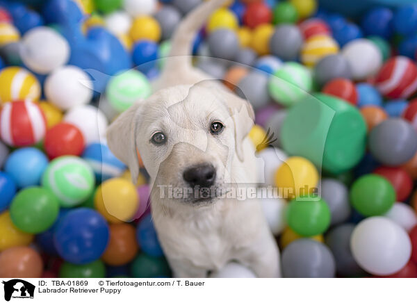 Labrador Retriever Welpe / Labrador Retriever Puppy / TBA-01869