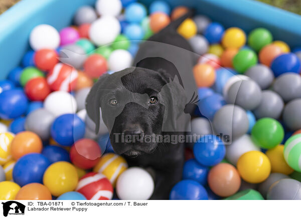 Labrador Retriever Welpe / Labrador Retriever Puppy / TBA-01871