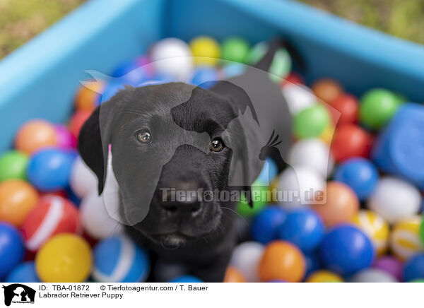 Labrador Retriever Welpe / Labrador Retriever Puppy / TBA-01872