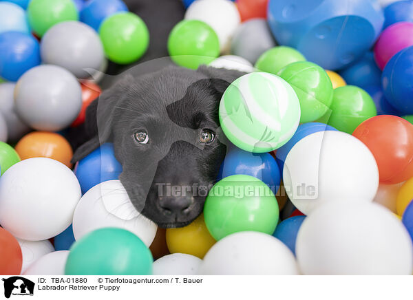Labrador Retriever Welpe / Labrador Retriever Puppy / TBA-01880