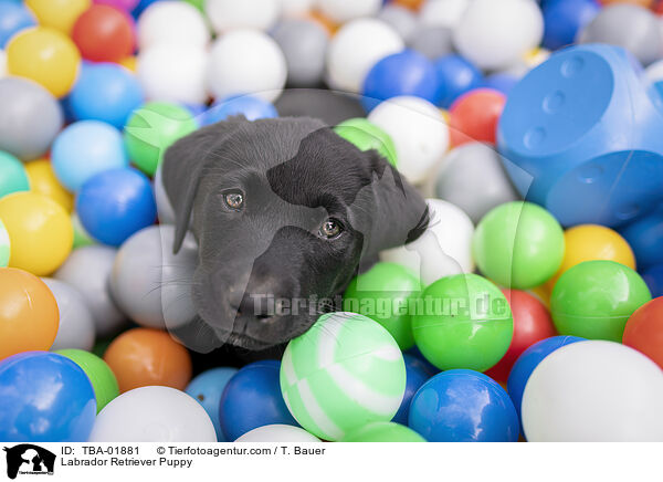 Labrador Retriever Welpe / Labrador Retriever Puppy / TBA-01881