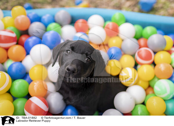Labrador Retriever Welpe / Labrador Retriever Puppy / TBA-01882