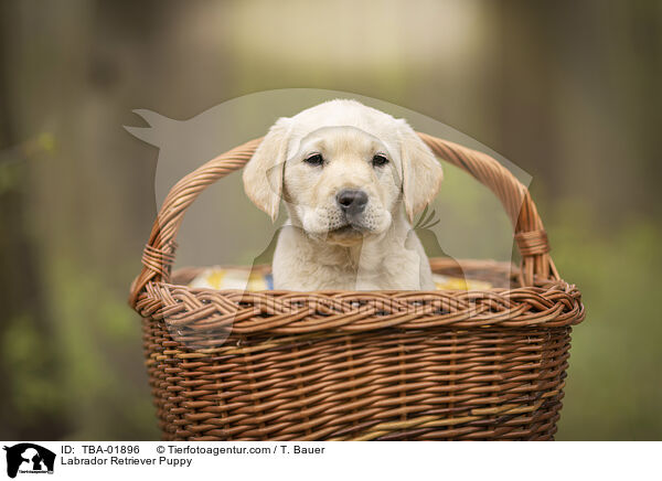 Labrador Retriever Welpe / Labrador Retriever Puppy / TBA-01896