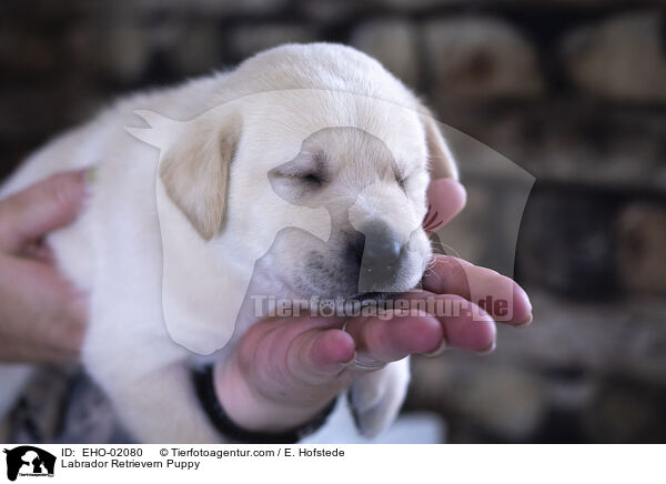 Labrador Retriever Welpe / Labrador Retrievern Puppy / EHO-02080
