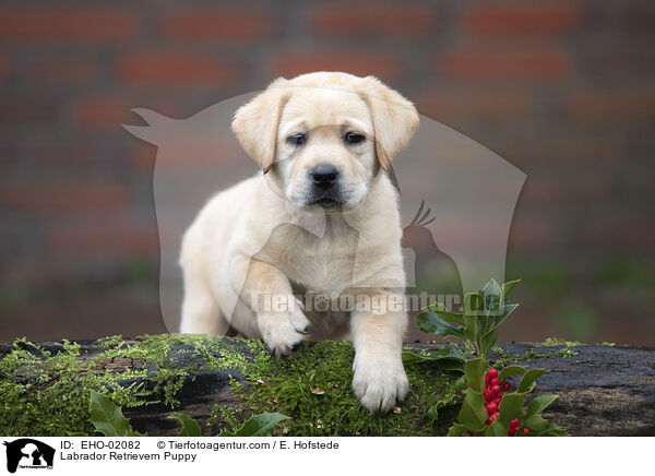 Labrador Retriever Welpe / Labrador Retrievern Puppy / EHO-02082