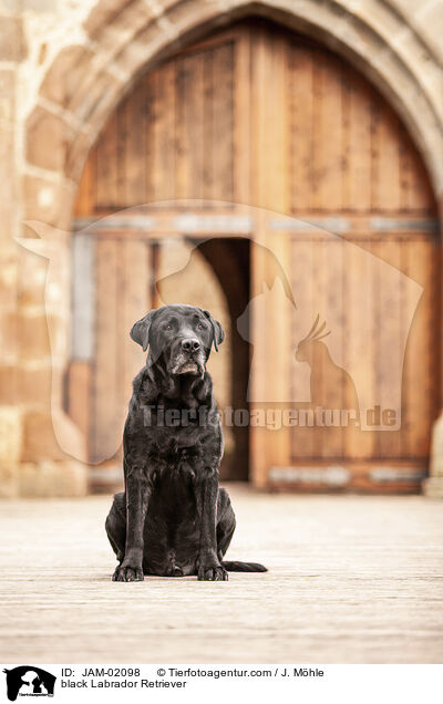 schwarzer Labrador Retriever / black Labrador Retriever / JAM-02098