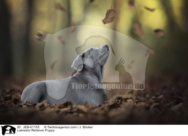 Labrador Retriever Welpe / Labrador Retriever Puppy / JEB-01155