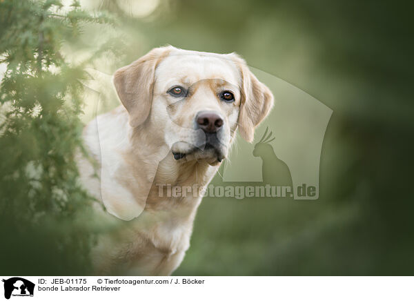 bonde Labrador Retriever / JEB-01175