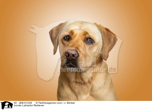 blonder Labrador Retriever / bonde Labrador Retriever / JEB-01238