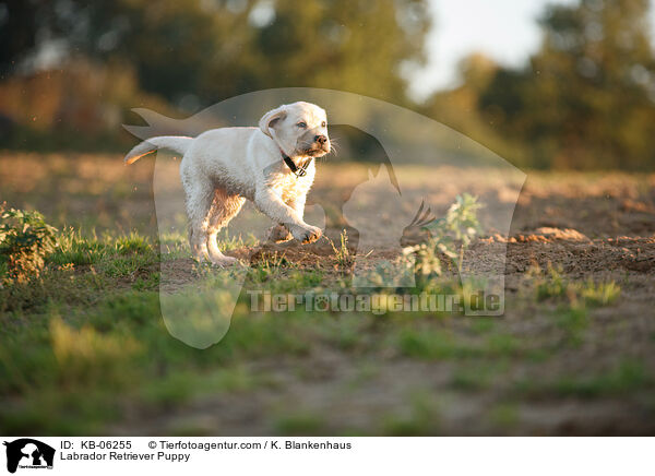 Labrador Retriever Welpe / Labrador Retriever Puppy / KB-06255