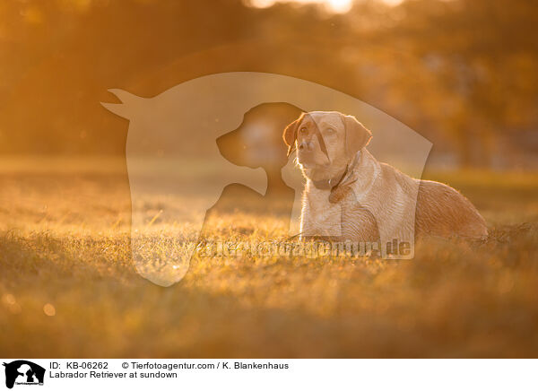 Labrador Retriever im Abendlicht / Labrador Retriever at sundown / KB-06262