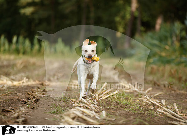 rennender Labrador Retriever / running Labrador Retriever / KB-06348