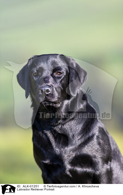 Labrador Retriever Portrait / Labrador Retriever Portrait / ALK-01251