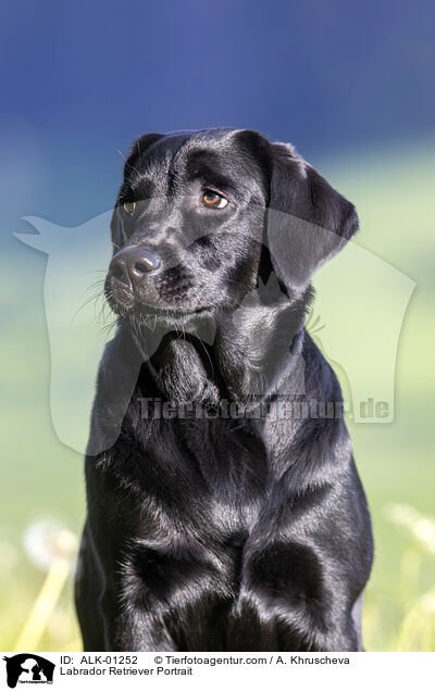 Labrador Retriever Portrait / Labrador Retriever Portrait / ALK-01252