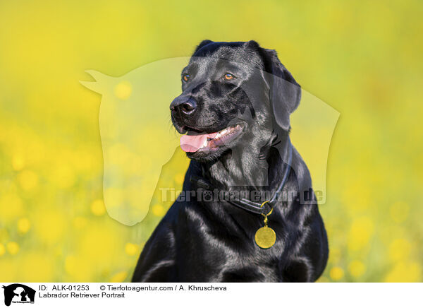 Labrador Retriever Portrait / Labrador Retriever Portrait / ALK-01253