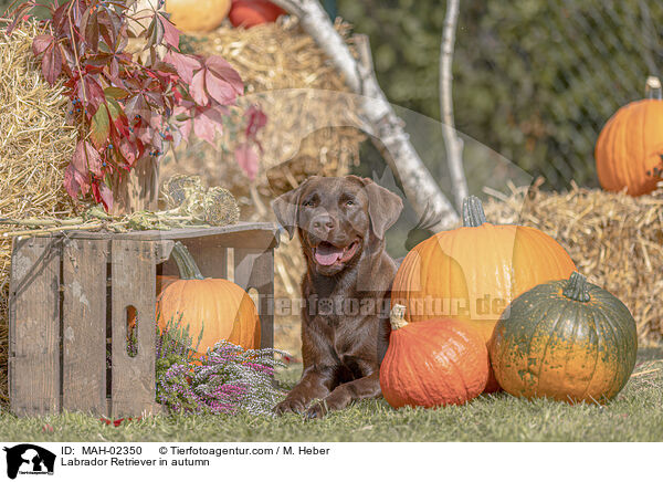 Labrador Retriever im Herbst / Labrador Retriever in autumn / MAH-02350