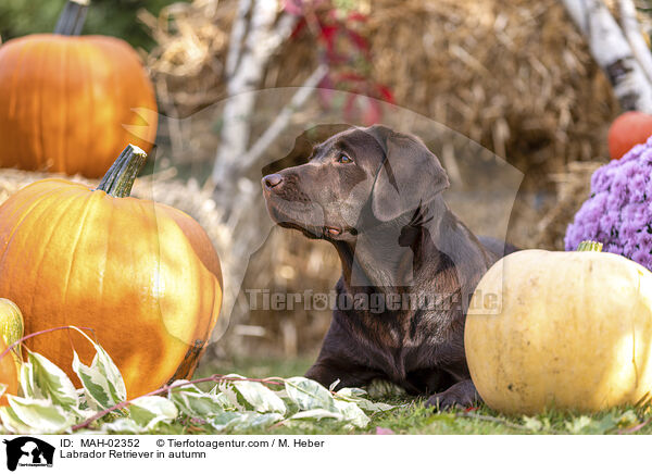 Labrador Retriever im Herbst / Labrador Retriever in autumn / MAH-02352